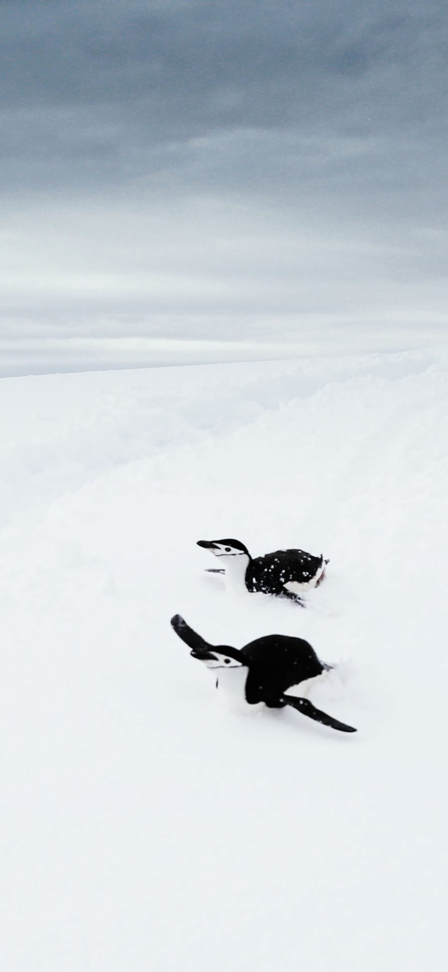 [2436×1125]企鹅 南极 雪地 白色 可爱 萌 苹果手机壁纸图片