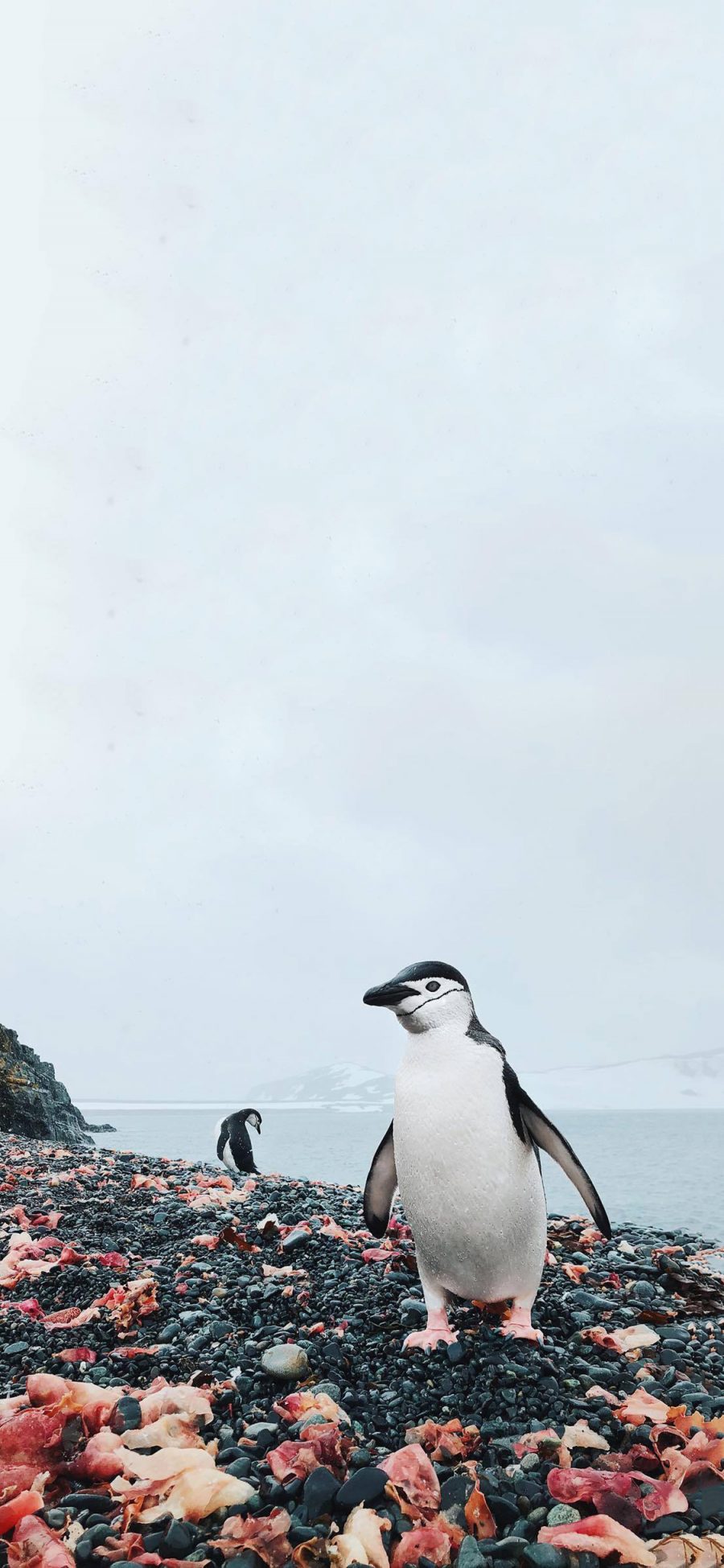 [2436×1125]企鹅 南极 鸟 可爱 石头 海岸 苹果手机壁纸图片