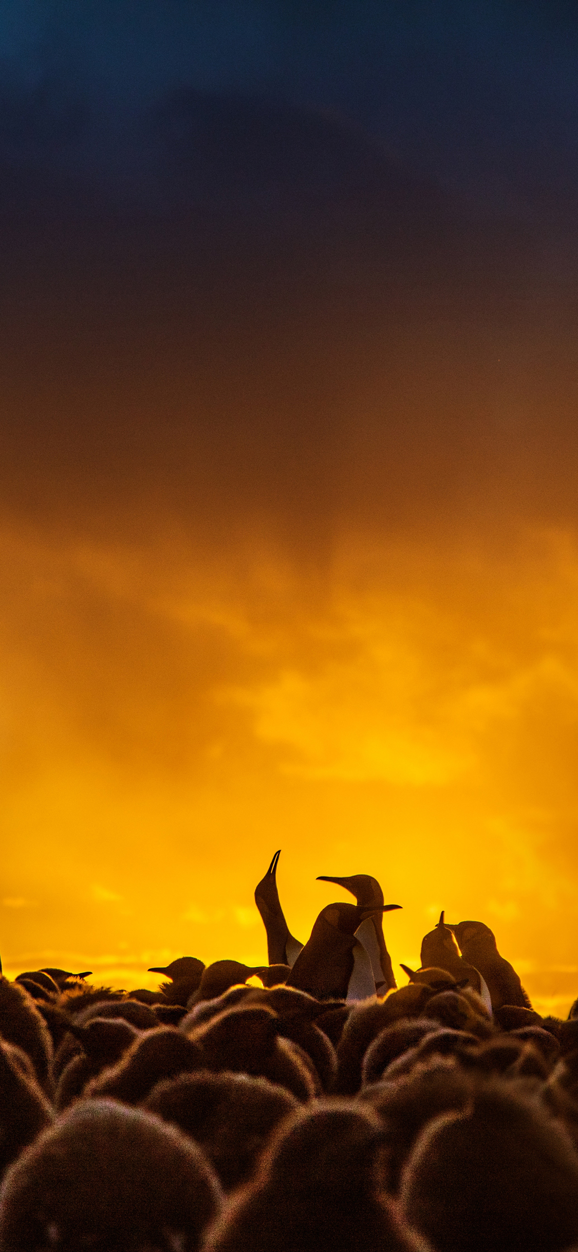[2436×1125]企鹅 密集 种群 可爱 苹果手机壁纸图片