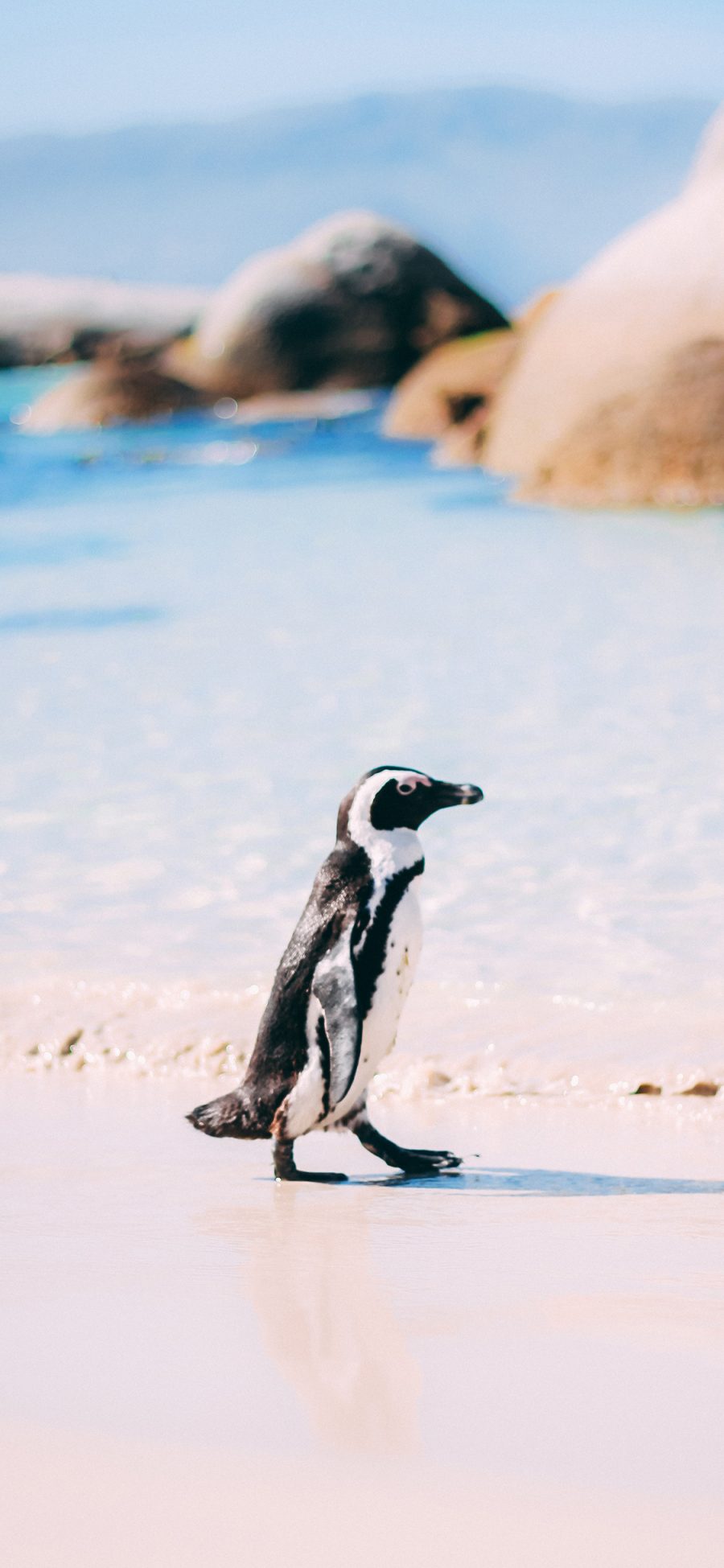 [2436×1125]企鹅 海边 沙滩 行走 萌 苹果手机壁纸图片