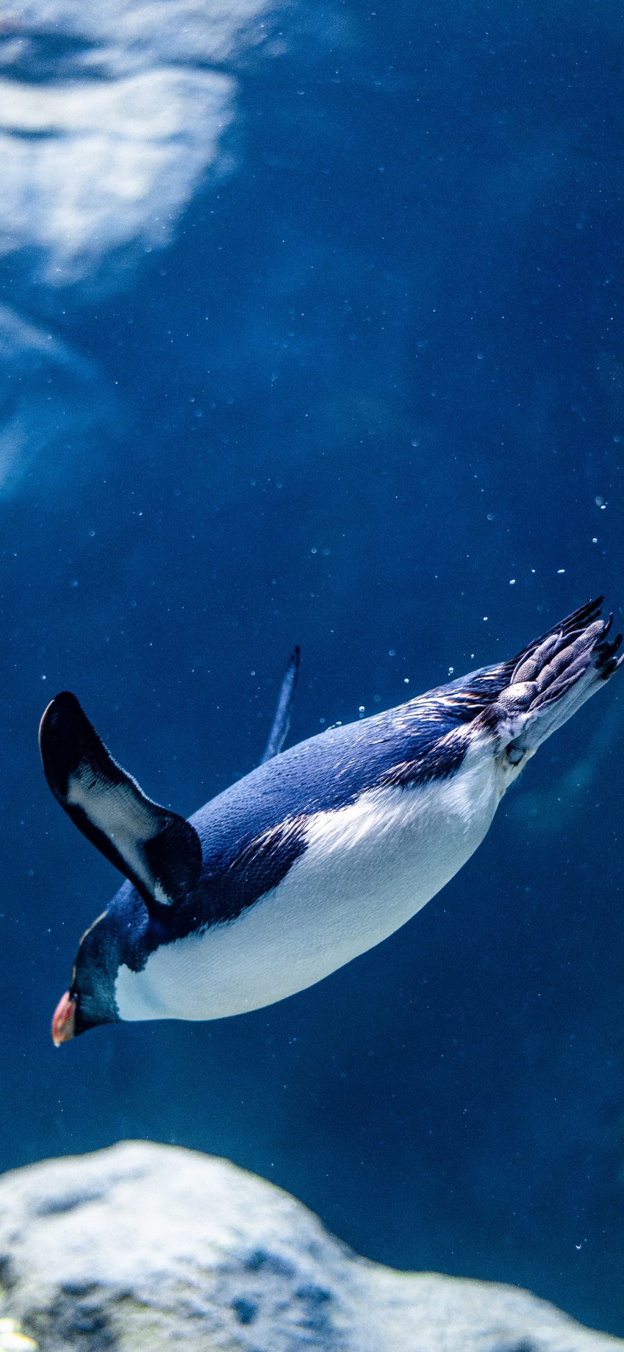 [2436×1125]企鹅 游禽 海水 海底 苹果手机壁纸图片