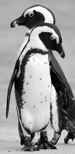 [2436x1125]企鹅 羽毛 群居 黑白 垂头 苹果手机壁纸图片