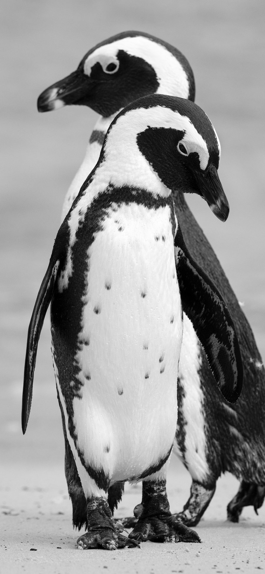 [2436×1125]企鹅 羽毛 群居 黑白 垂头 苹果手机壁纸图片