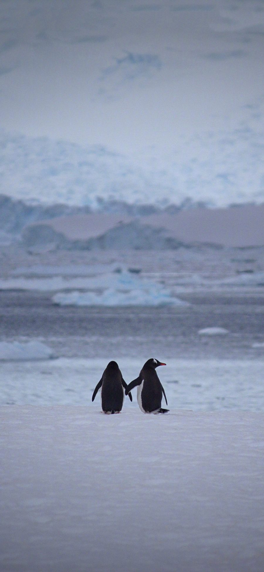 [2436×1125]企鹅 背影 可爱 南极 寒冷 苹果手机壁纸图片