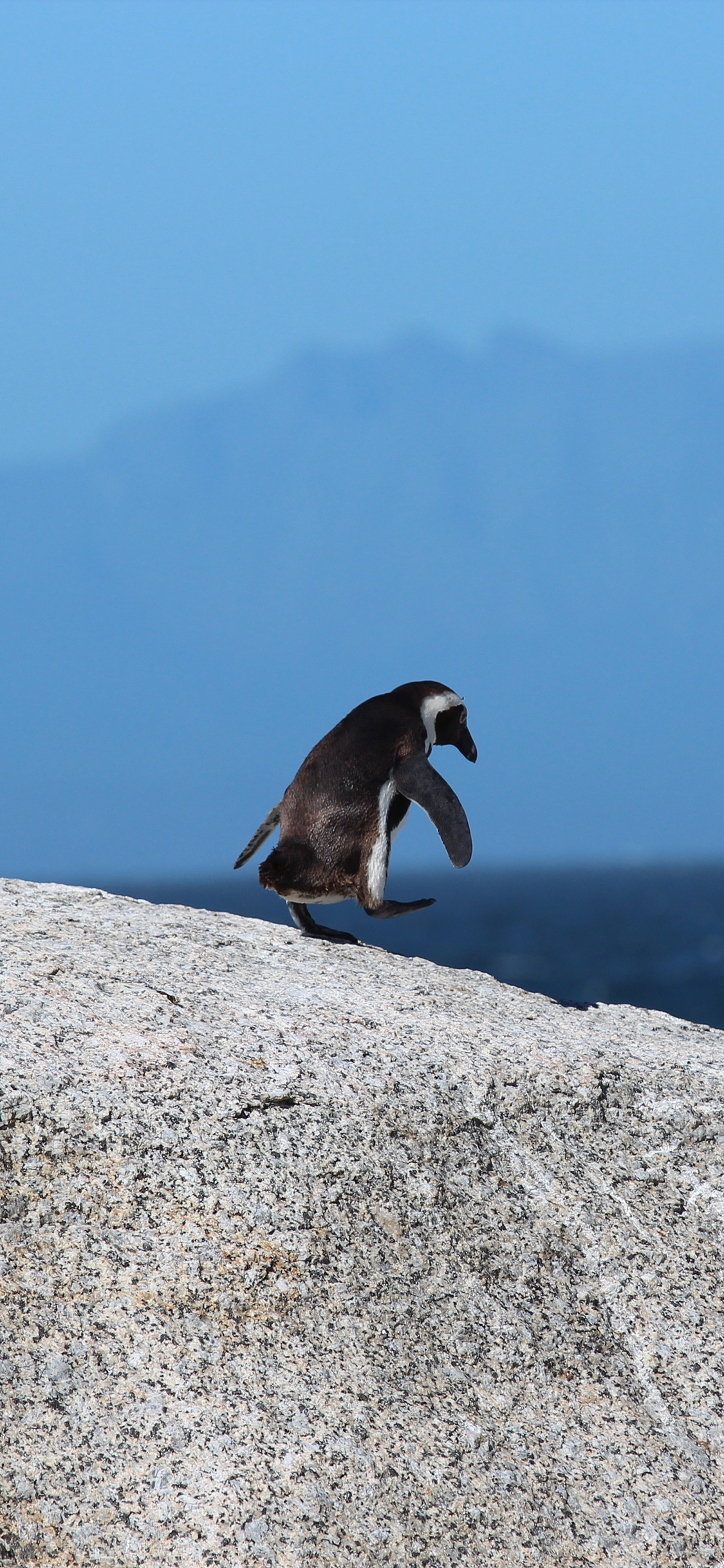 [2436×1125]企鹅 行走 可爱 海边 苹果手机壁纸图片