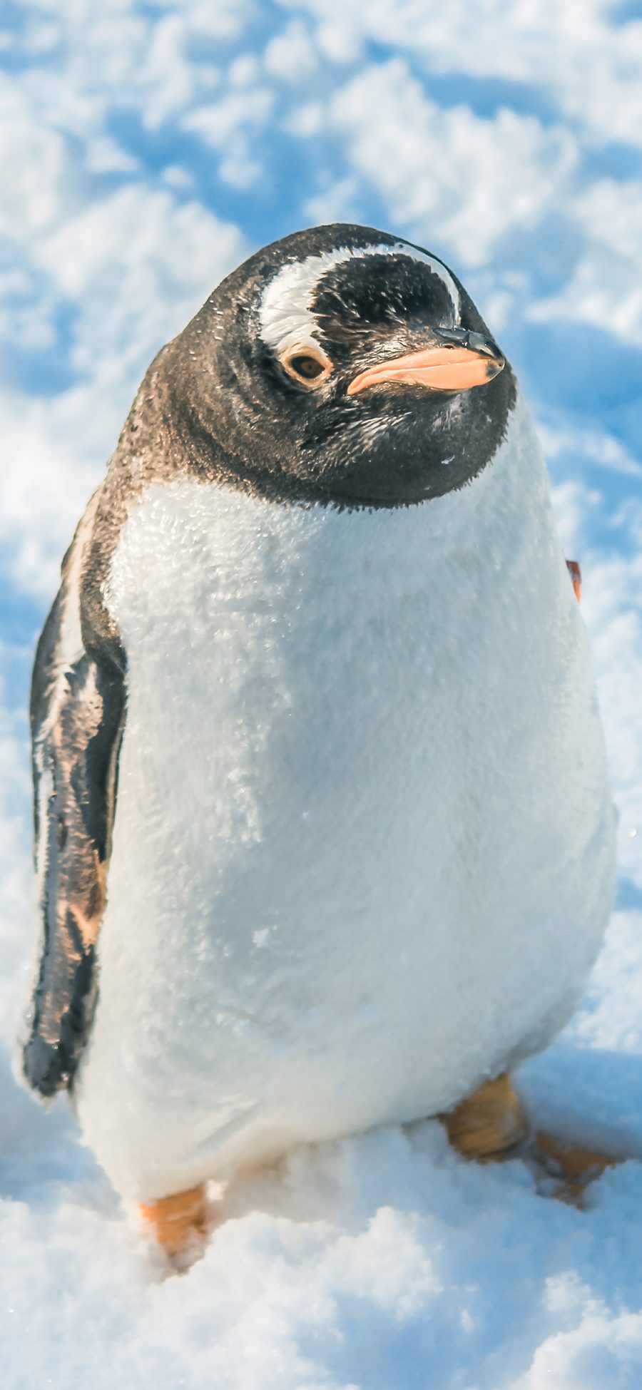 [2436×1125]企鹅 雪地 南极 寒冷 可爱 苹果手机壁纸图片