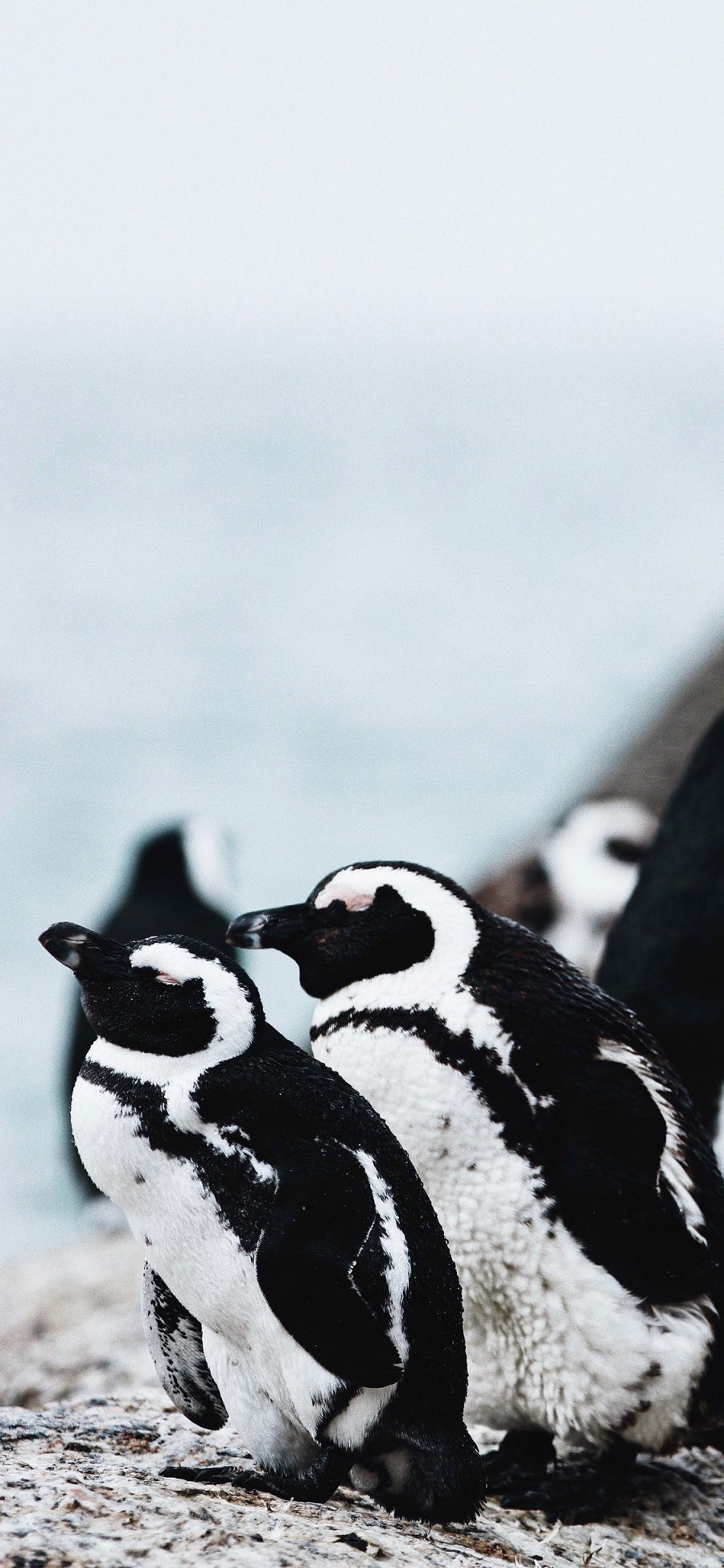 [2436×1125]保护动物 南极 企鹅 黑白 苹果手机壁纸图片