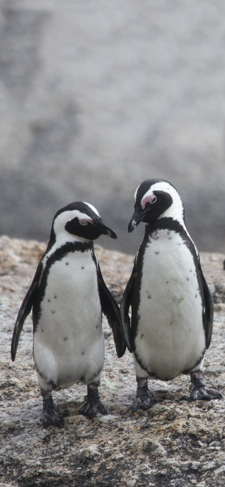 [2436×1125]保护动物 南极 小企鹅 幼崽 苹果手机壁纸图片