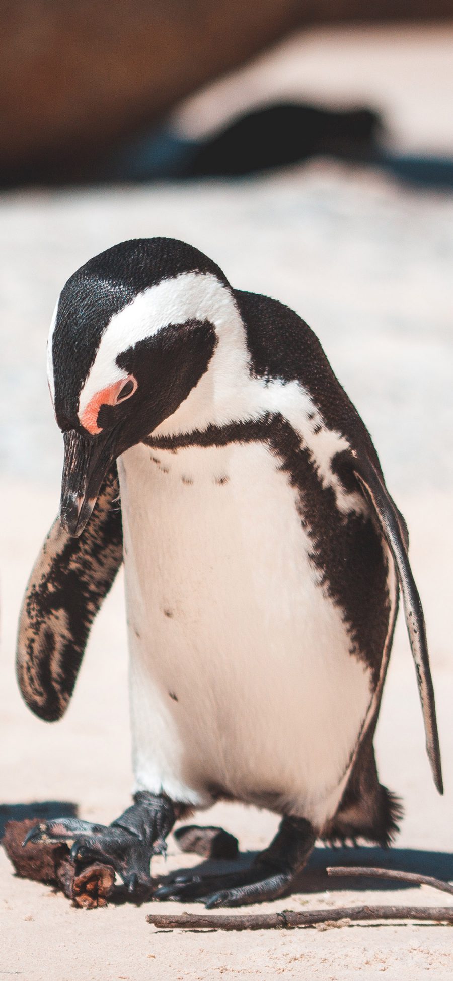 [2436×1125]保护动物 南极企鹅 黑白 苹果手机壁纸图片
