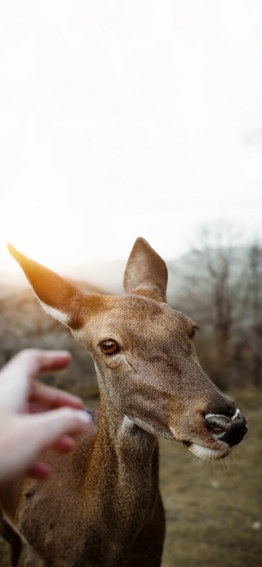 [2436×1125]保护动物 小鹿 可爱 触摸 苹果手机壁纸图片
