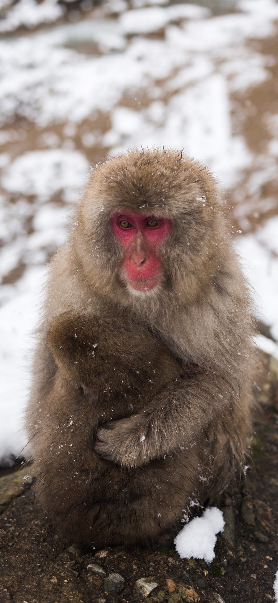 [2436×1125]保护动物 猕猴 静坐 红脸 苹果手机壁纸图片