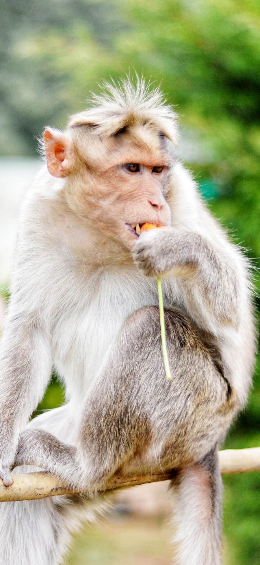 [2436×1125]保护动物 猴子 坐着 进食 苹果手机壁纸图片