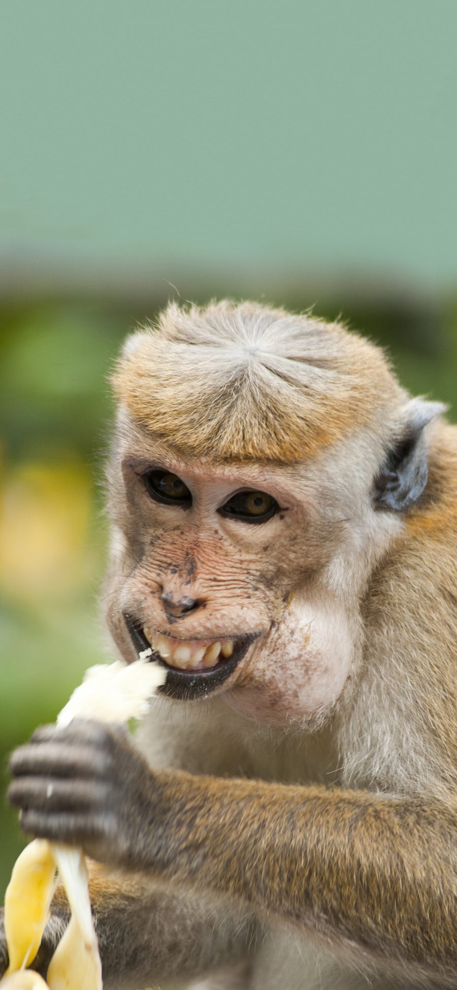 [2436×1125]保护动物 猴子 进食 香蕉 苹果手机壁纸图片