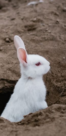 [2436x1125]兔子 刨坑 白兔 宠物 苹果手机壁纸图片