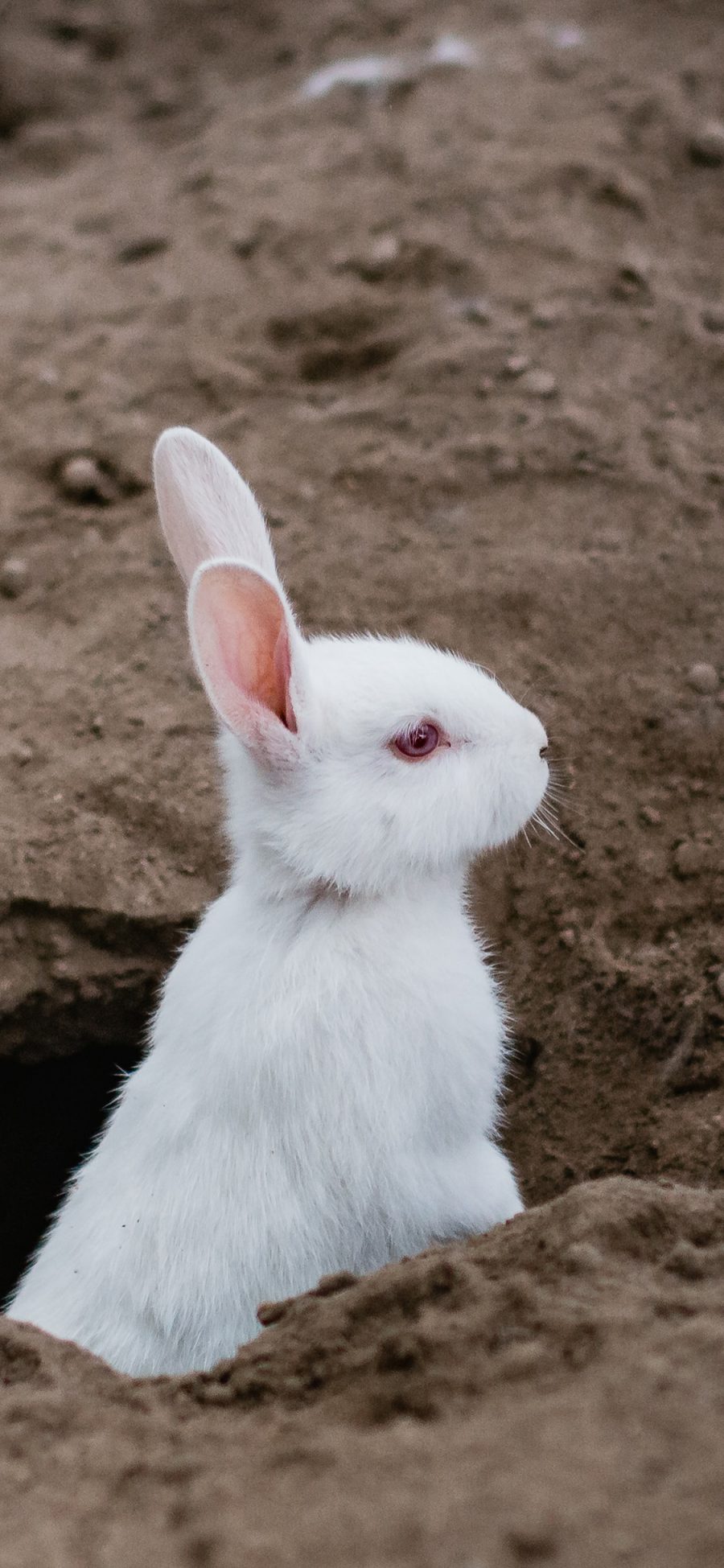 [2436×1125]兔子 刨坑 白兔 宠物 苹果手机壁纸图片