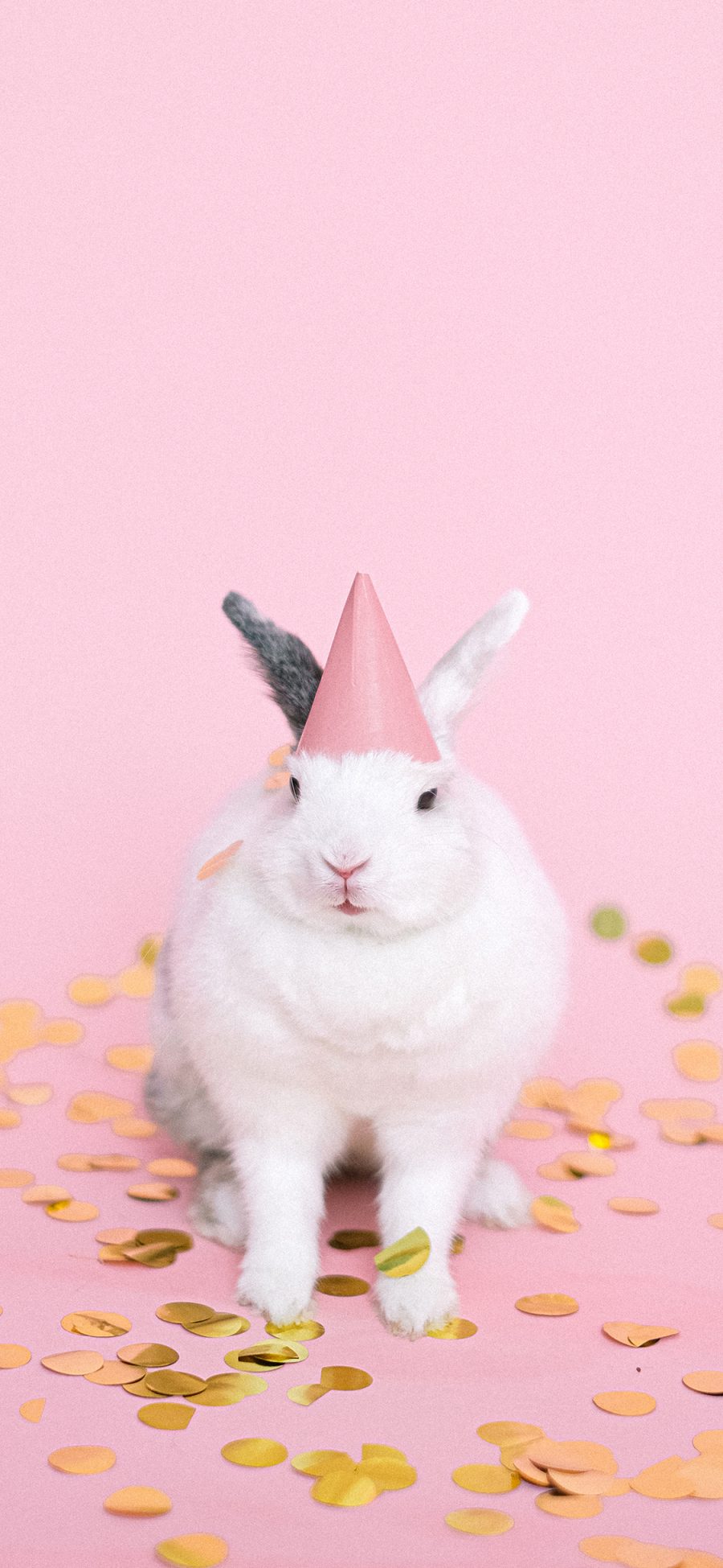 [2436×1125]兔子 可爱 宠物 粉色 帽子 苹果手机壁纸图片