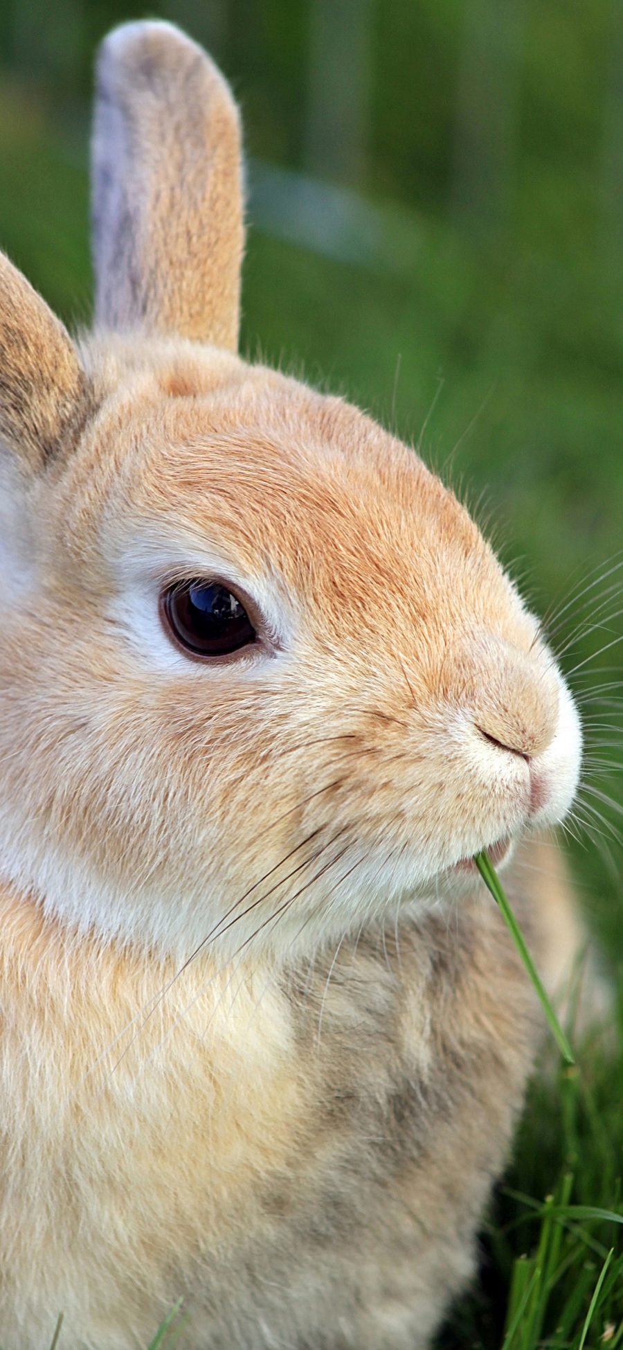 [2436×1125]兔子 吃草 呆萌 宠物 可爱 苹果手机壁纸图片