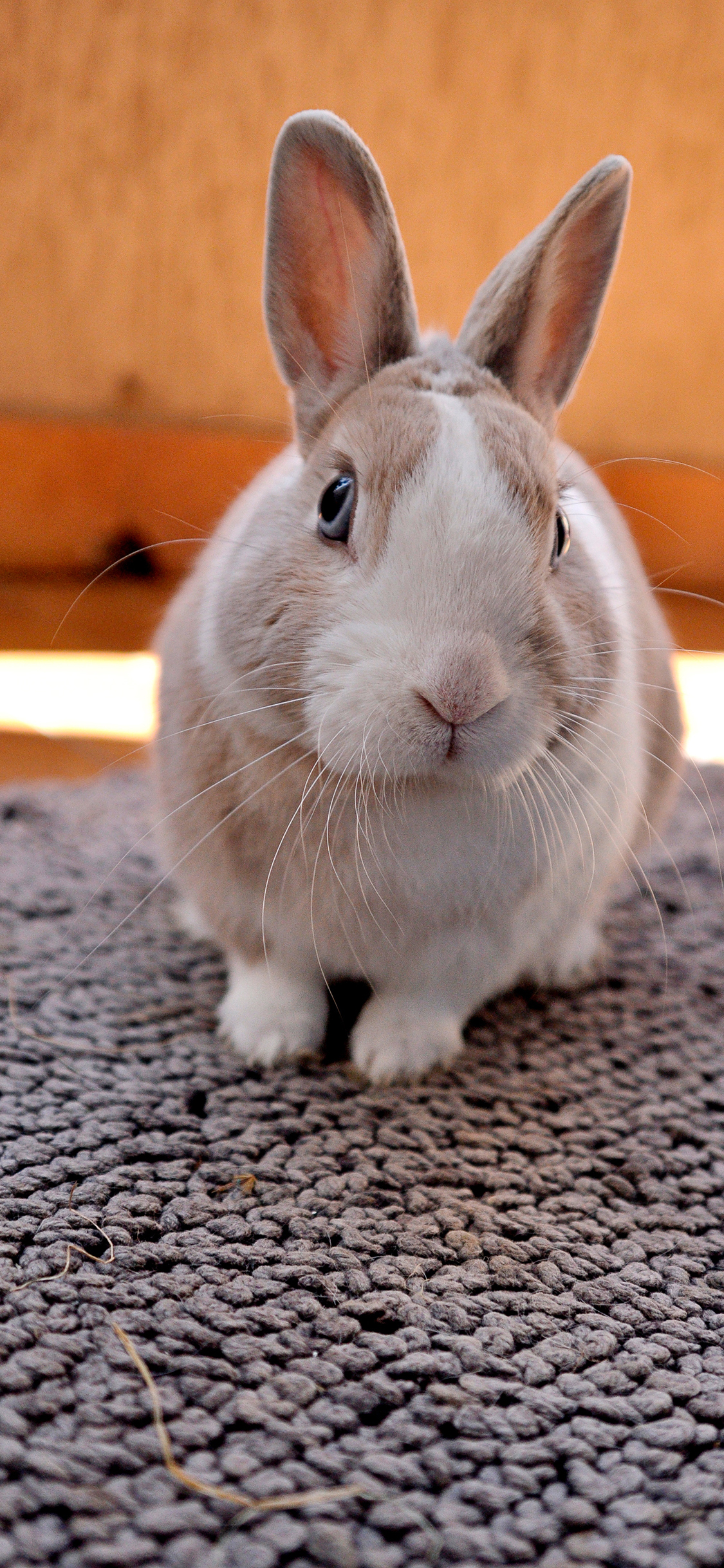 [2436×1125]兔子 宠物  地毯 肥胖 苹果手机壁纸图片