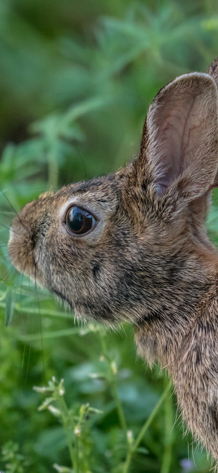[2436×1125]兔子 灰兔 野兔 丛林 野生 苹果手机壁纸图片