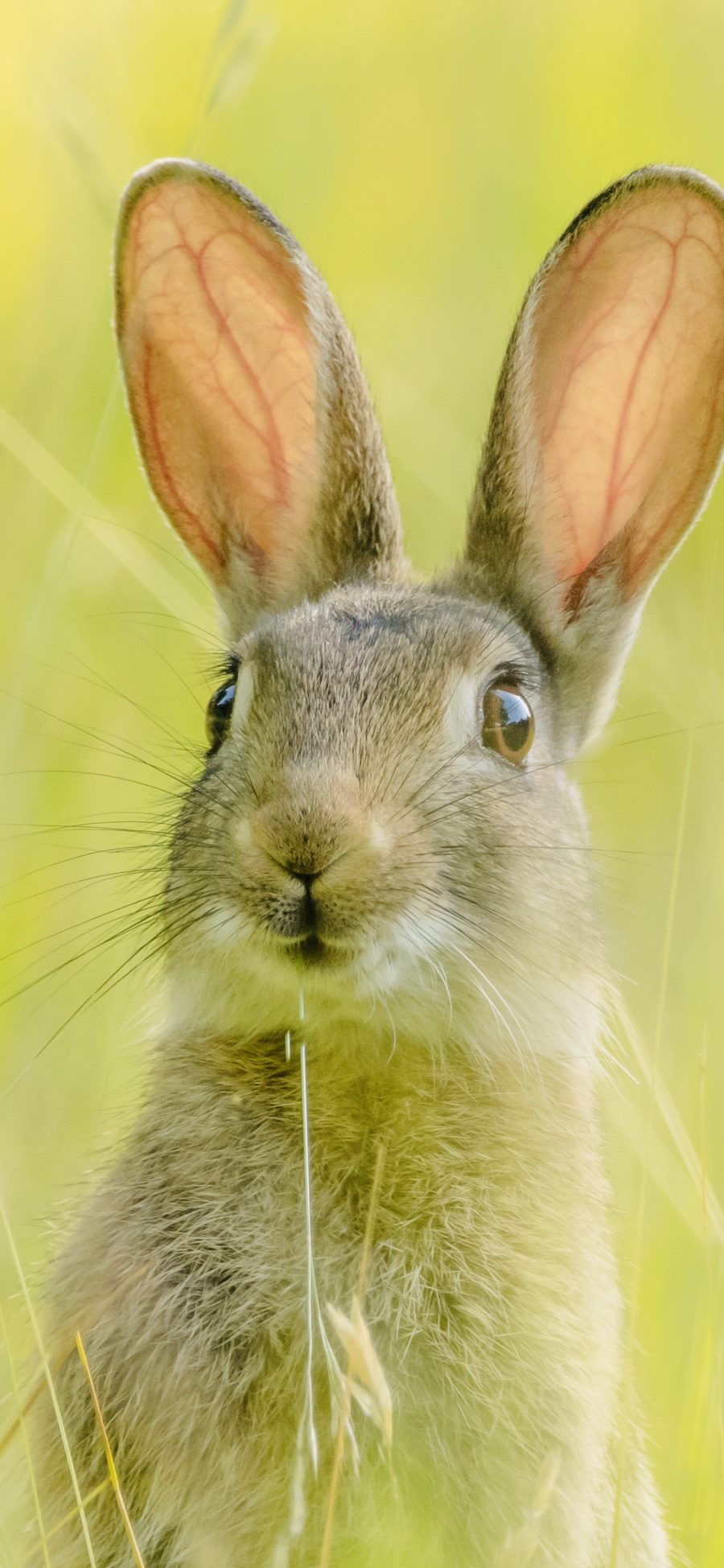 [2436×1125]兔子 皮毛 可爱 草丛 苹果手机壁纸图片