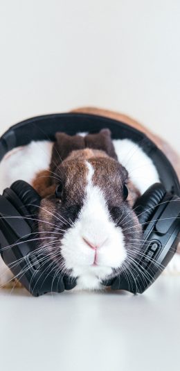 [2436x1125]兔子 耳机 耳罩式 苹果手机壁纸图片