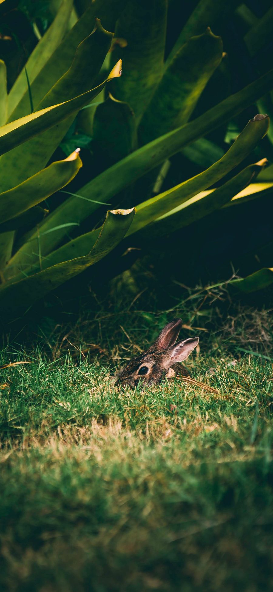 [2436×1125]兔子 草地 掩藏 绿植 苹果手机壁纸图片