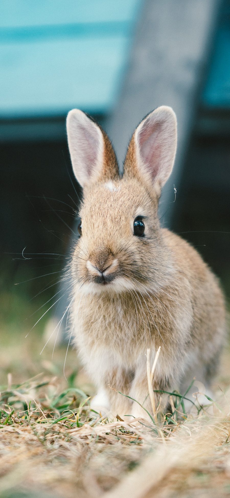 [2436×1125]兔子 草地 长耳 皮毛 苹果手机壁纸图片
