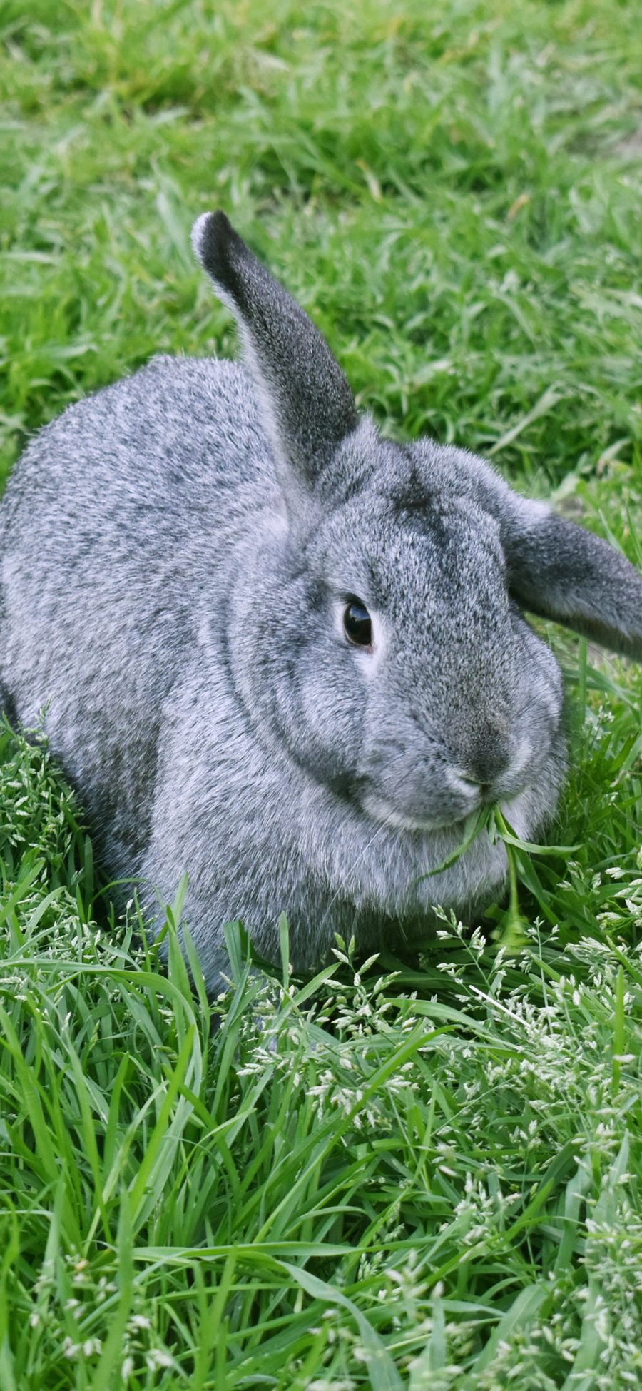 [2436×1125]兔子 草坪 可爱 宠物 灰兔 苹果手机壁纸图片