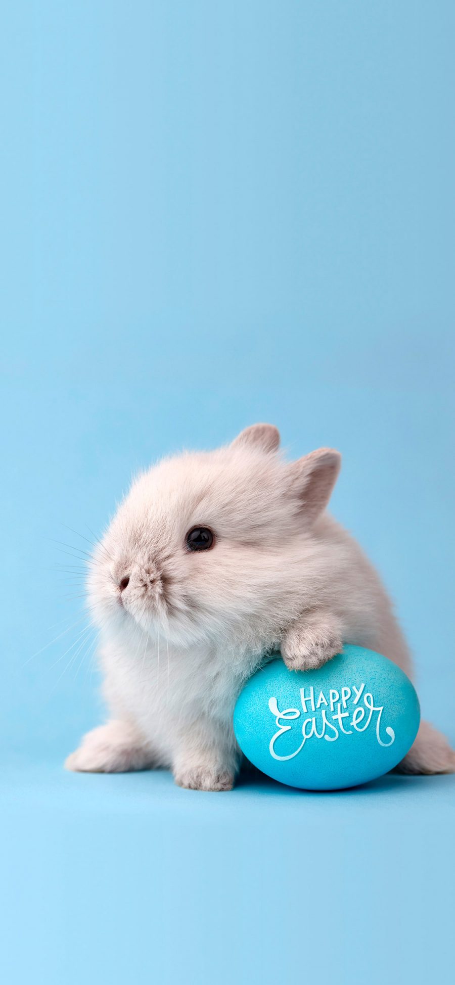[2436×1125]兔子 萌 可爱 宠物 蓝色 苹果手机壁纸图片