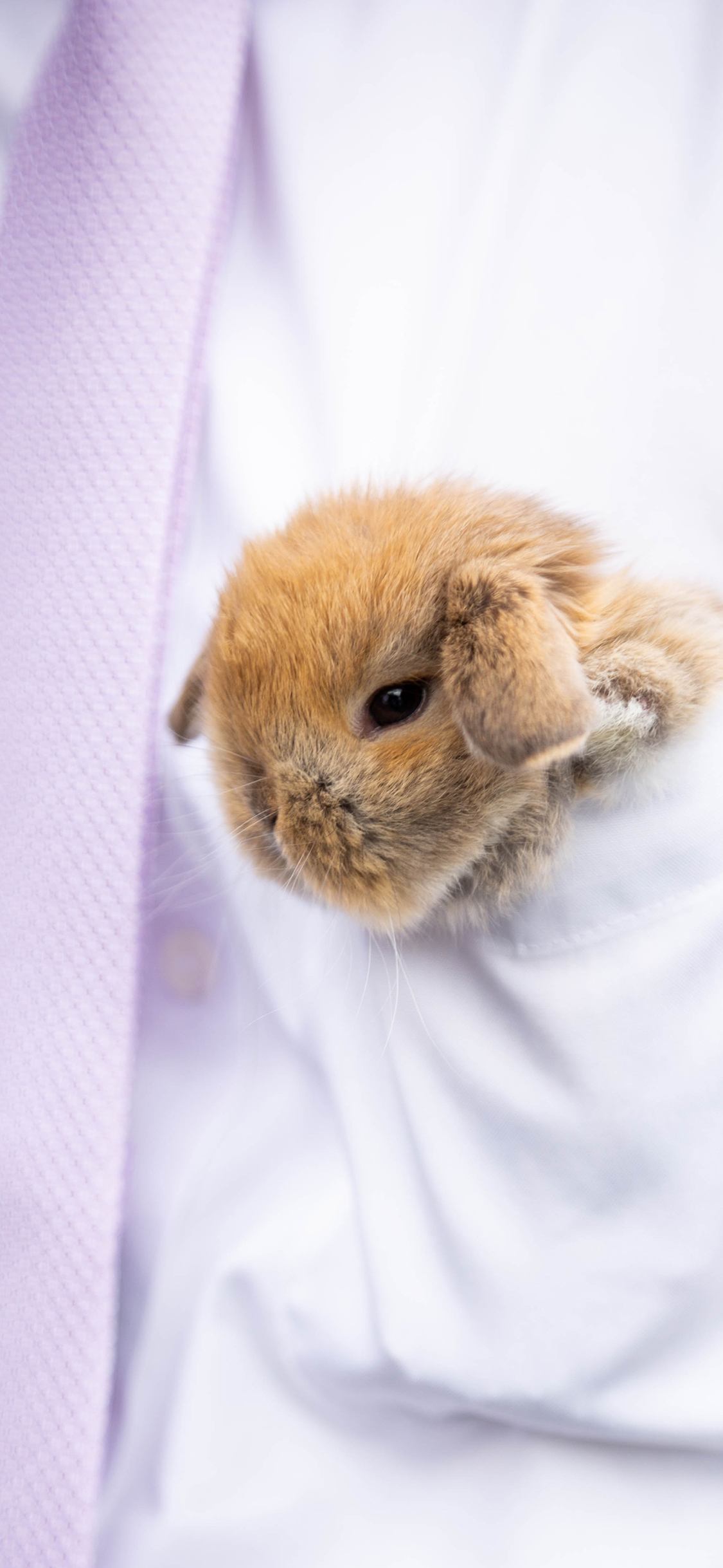 [2436×1125]兔子 衬衫 可爱 宠物 苹果手机壁纸图片