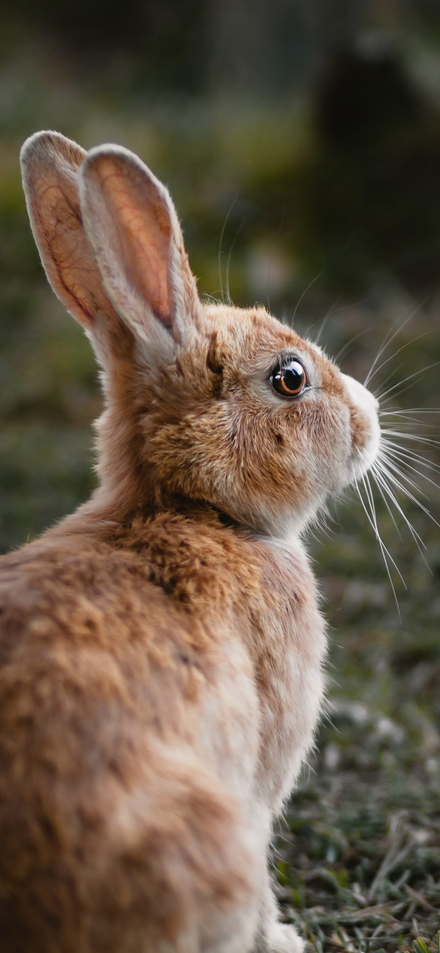 [2436×1125]兔子 野兔 皮毛 牲畜 苹果手机壁纸图片