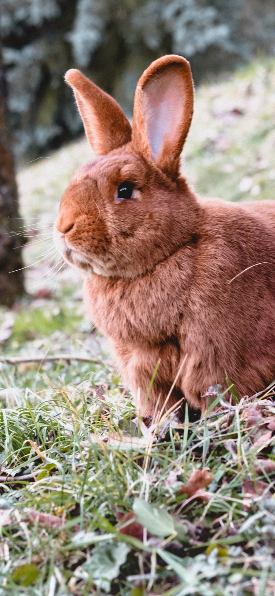 [2436×1125]兔子 野外 草地 肥兔 苹果手机壁纸图片
