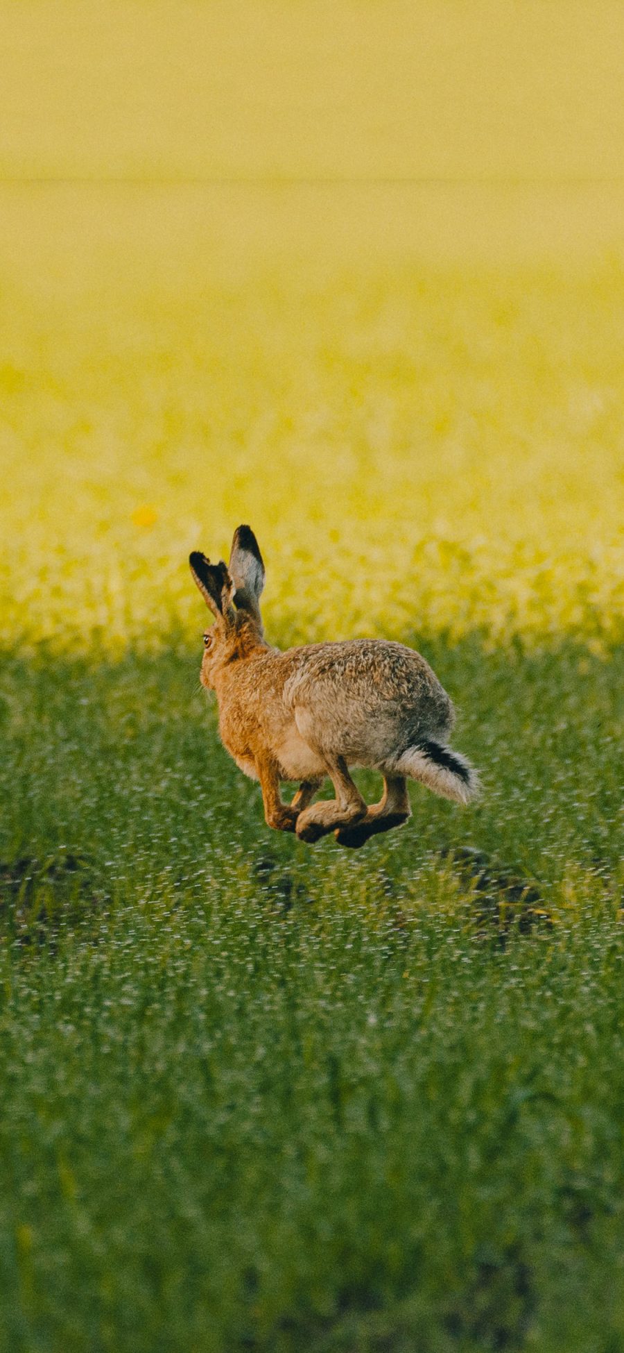 [2436×1125]兔子 野生 跳跃 草丛 苹果手机壁纸图片