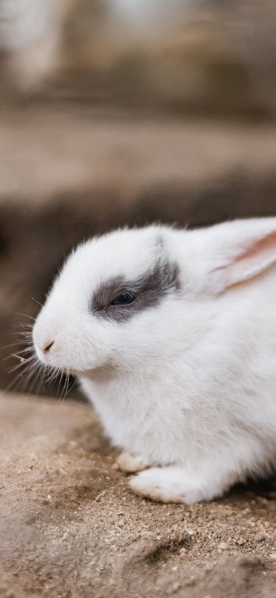 [2436×1125]兔子 饲养 宠物 皮毛 苹果手机壁纸图片