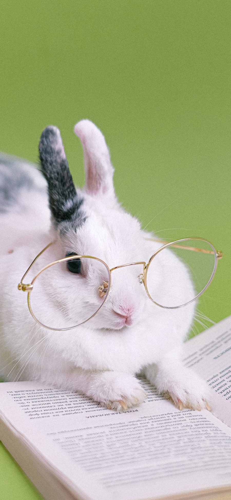 [2436×1125]兔子绿色 书本 宠物 眼镜 苹果手机壁纸图片