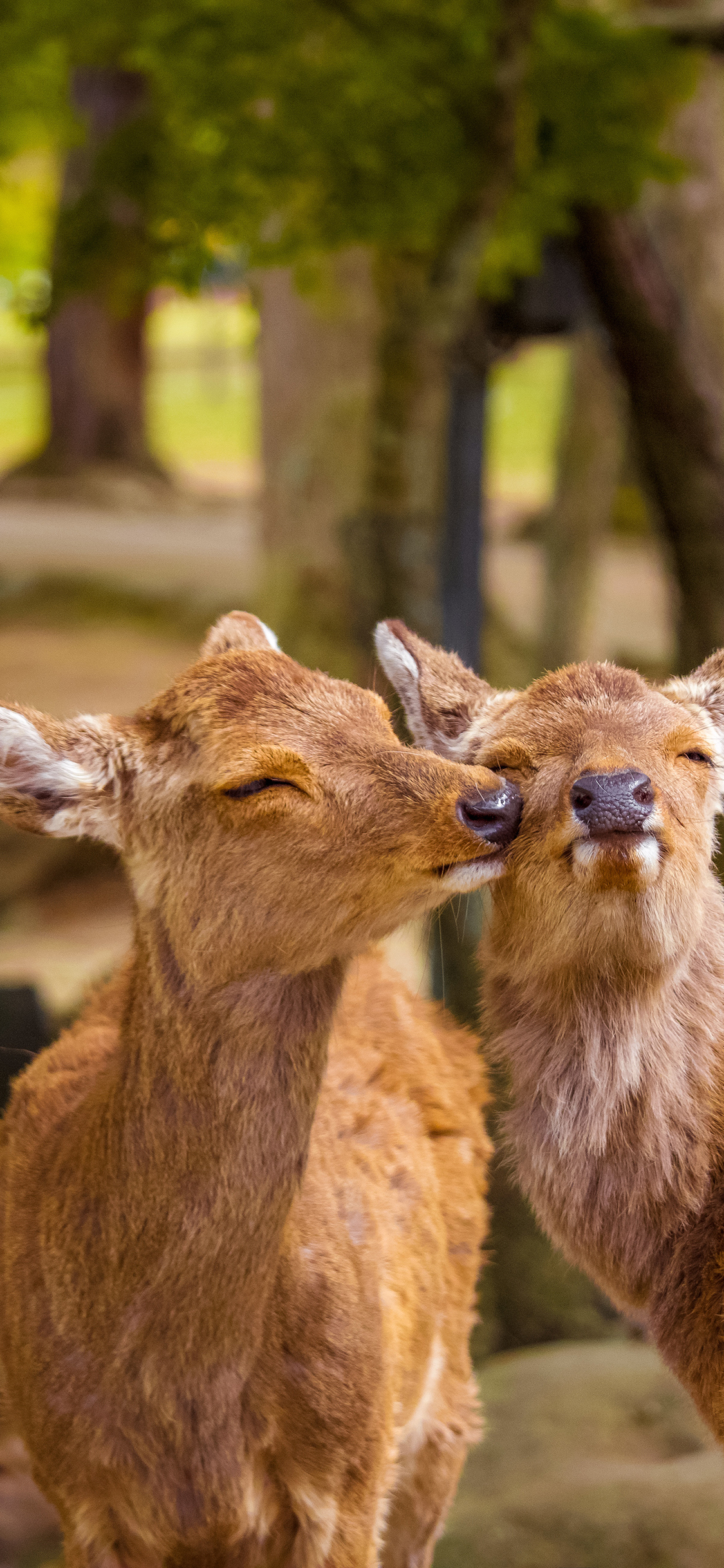 [2436×1125]公园 小鹿 可爱 亲亲 苹果手机壁纸图片