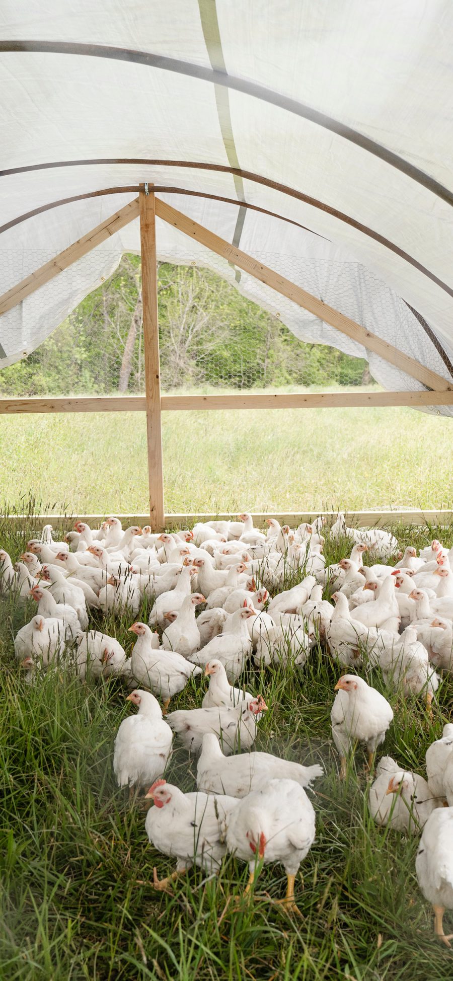 [2436×1125]养殖 饲养 鸡场 大棚 草地 苹果手机壁纸图片