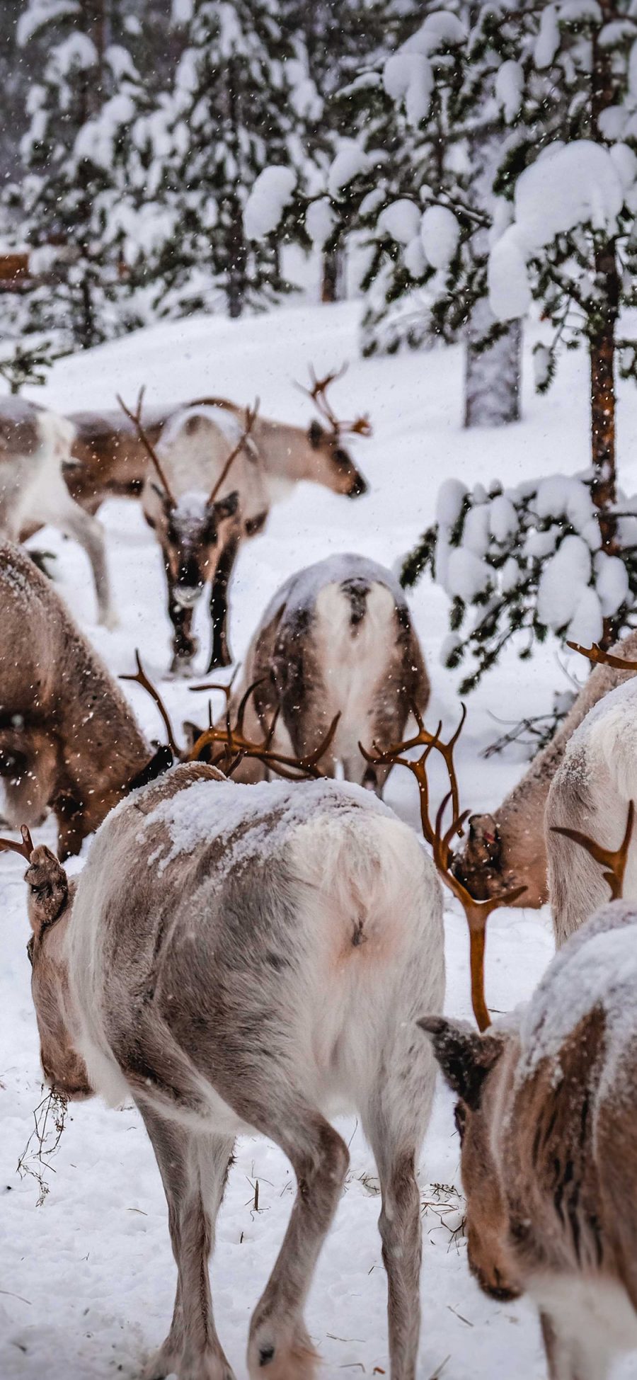 [2436×1125]冬季 雪地 驯鹿 鹿群 苹果手机壁纸图片