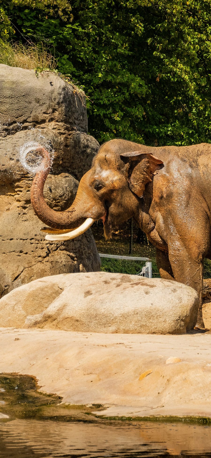 [2436×1125]动物园 大象 象牙 庞大 苹果手机壁纸图片