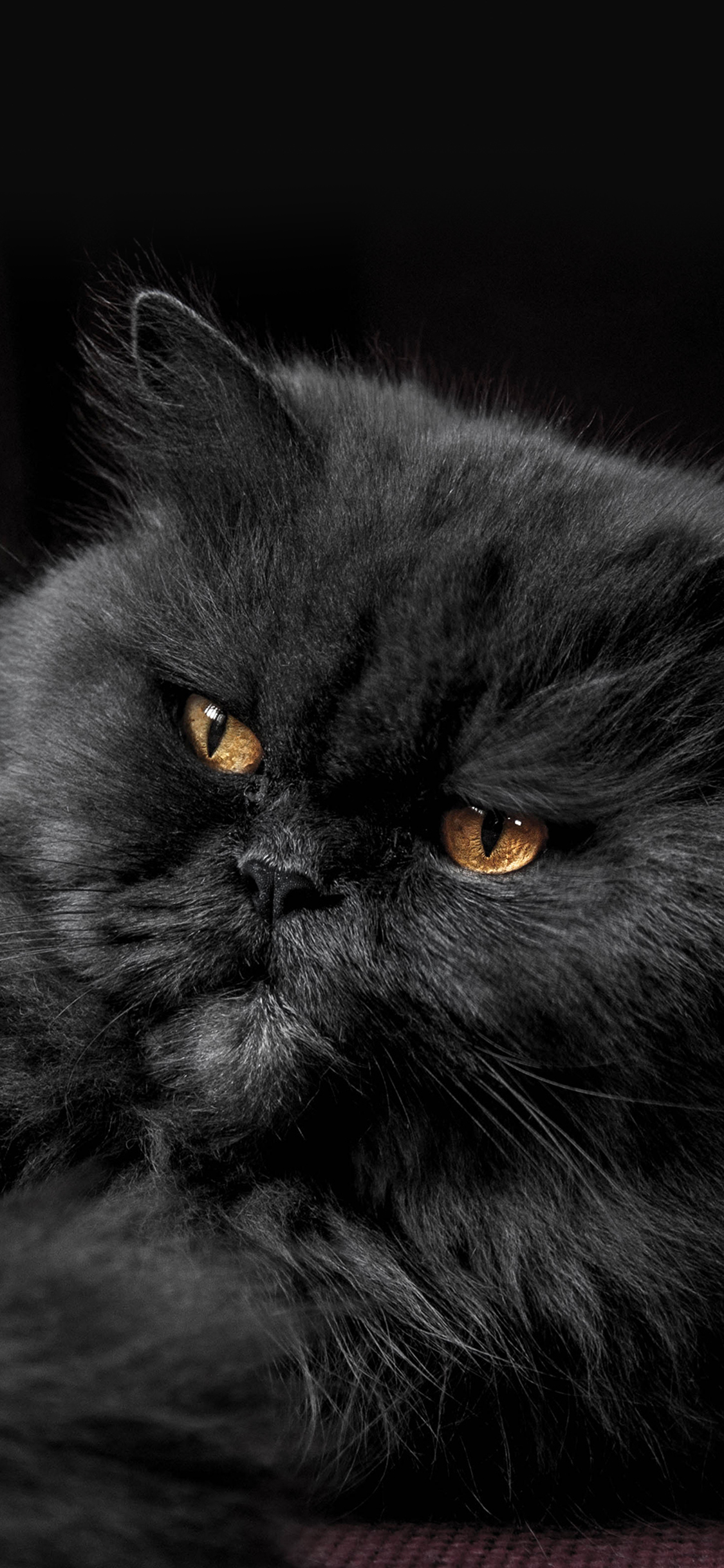 [2436×1125]动物猫可爱猫毛茸茸的宠物 苹果手机壁纸图片