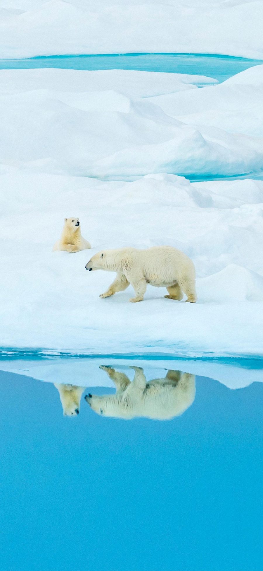 [2436×1125]北极熊 倒影 冰川 海洋生物 苹果手机壁纸图片