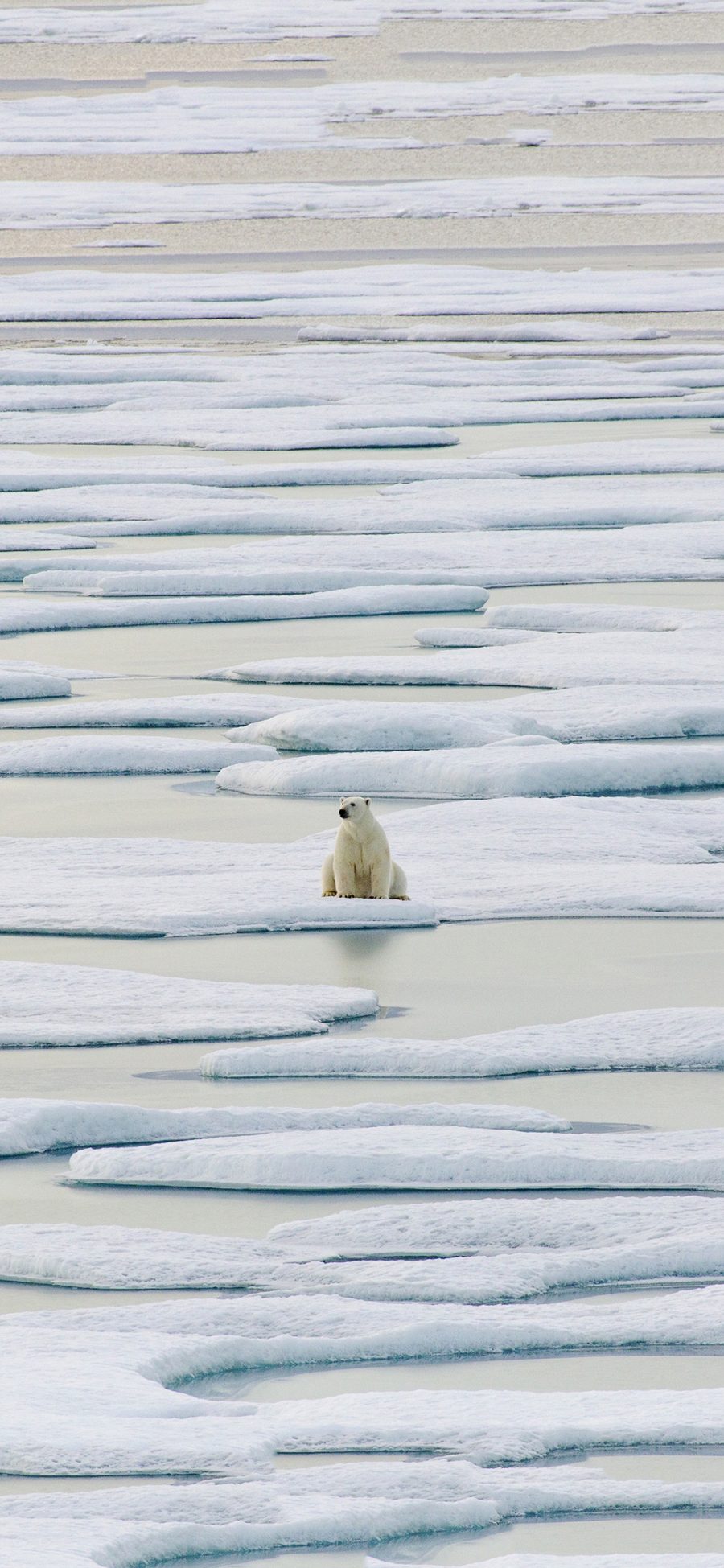 [2436×1125]北极熊 冰川 海水 白色 苹果手机壁纸图片