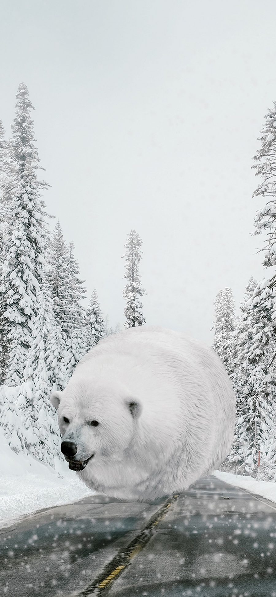 [2436×1125]北极熊 圆 球 肥胖 雪 冬天 苹果手机壁纸图片
