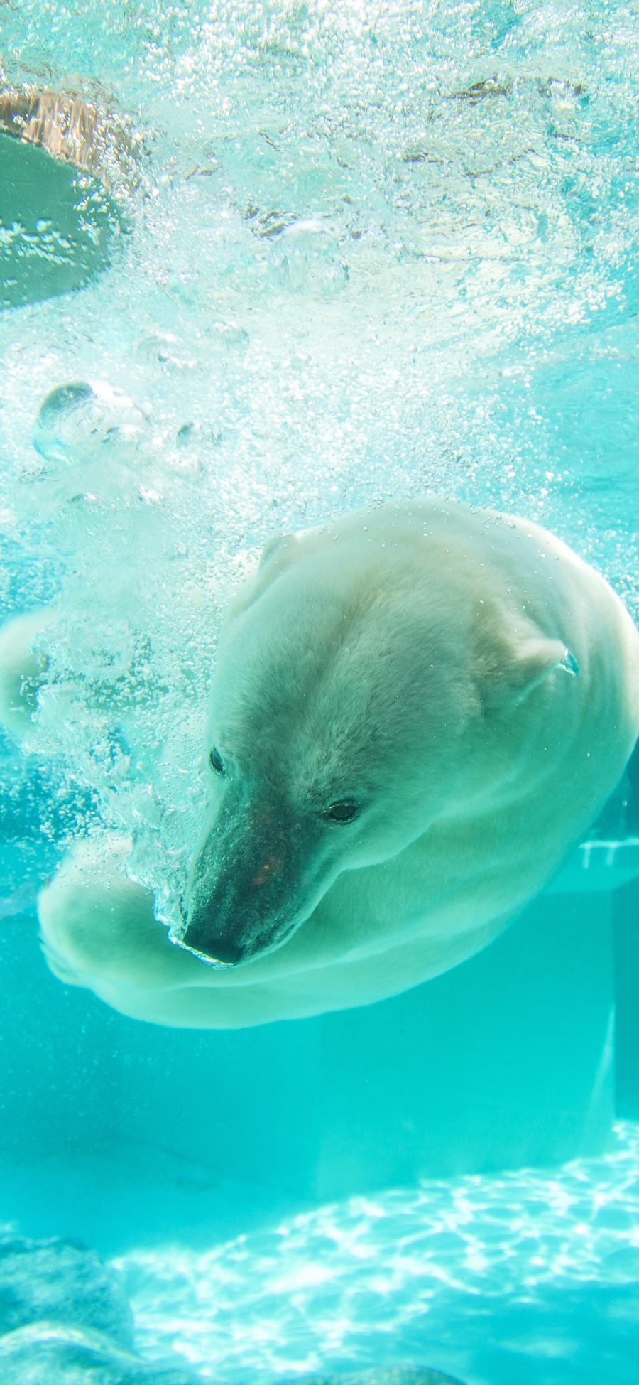 [2436×1125]北极熊 水下 游泳 水底  气泡 苹果手机壁纸图片