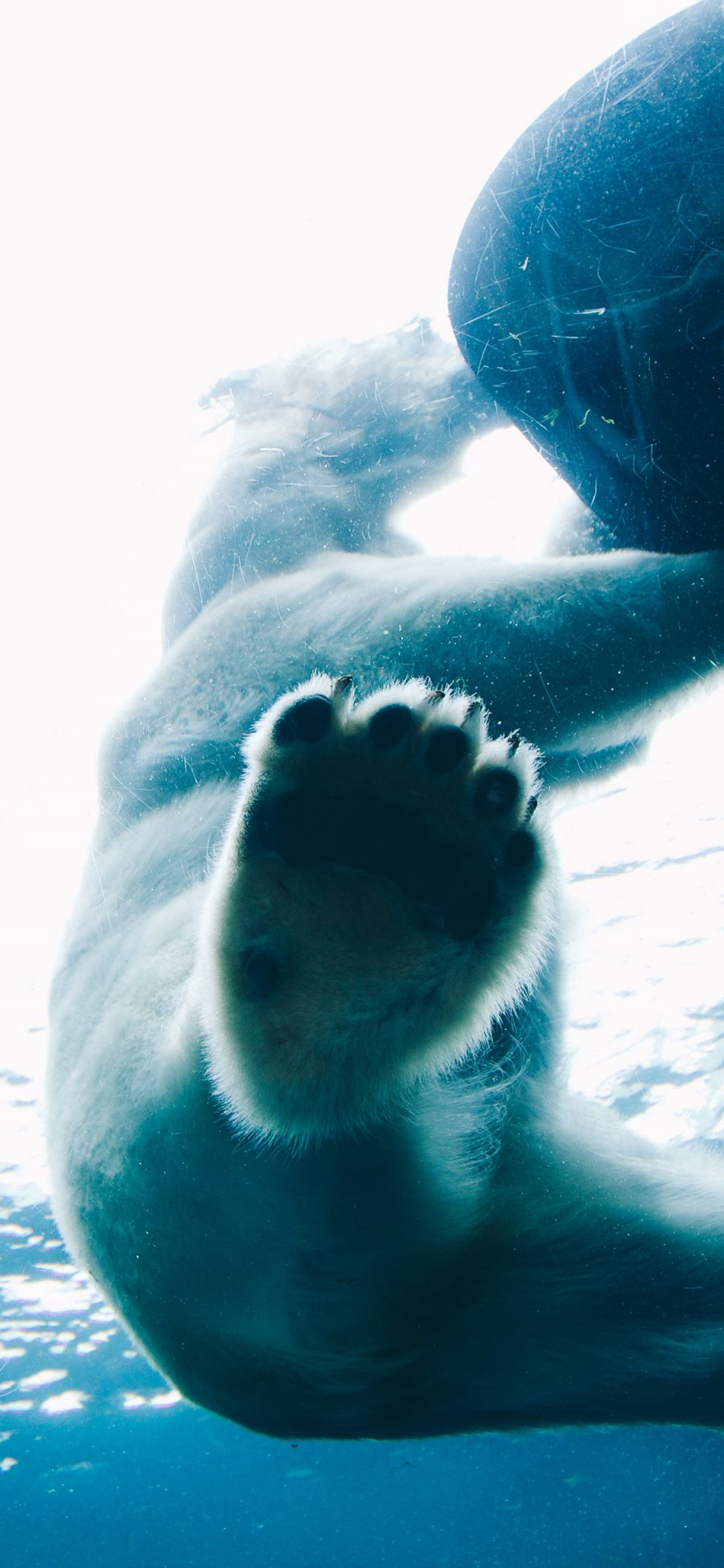 [2436×1125]北极熊 水底 大海 熊掌 苹果手机壁纸图片