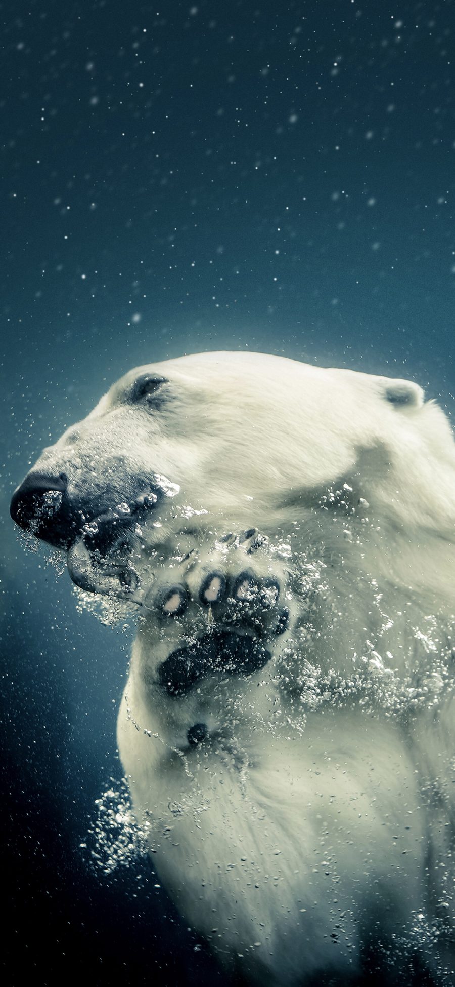 [2436×1125]北极熊 海洋 海底 气泡 潜水 苹果手机壁纸图片
