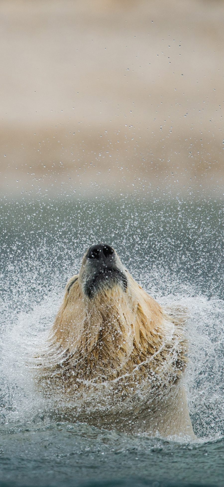[2436×1125]北极熊 游泳 戏水 水珠 苹果手机壁纸图片