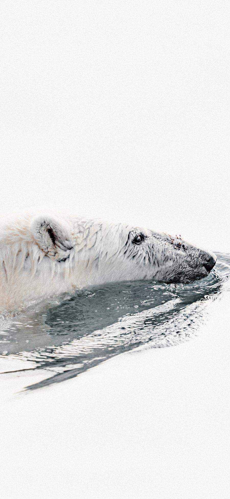 [2436×1125]北极熊 白色 游泳 觅食 苹果手机壁纸图片