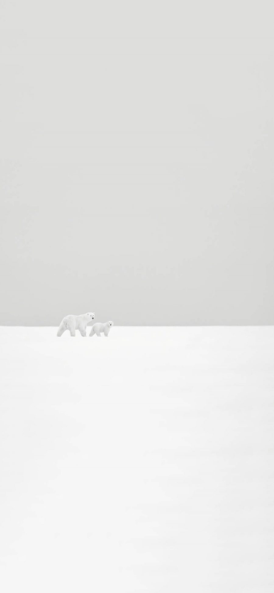[2436×1125]北极熊 雪地 白色 萌 可爱 简约 苹果手机壁纸图片