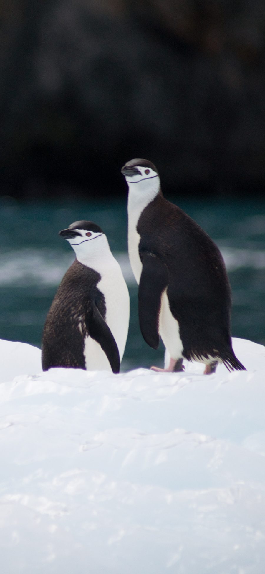 [2436×1125]南极 企鹅 保护动物 冰块 苹果手机壁纸图片